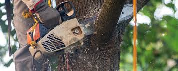 Best Pest Control for Lawns  in Stuarts Draft, VA