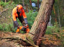 Best Tree Trimming and Pruning  in Stuarts Draft, VA