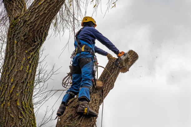Best Tree Preservation Services  in Stuarts Draft, VA
