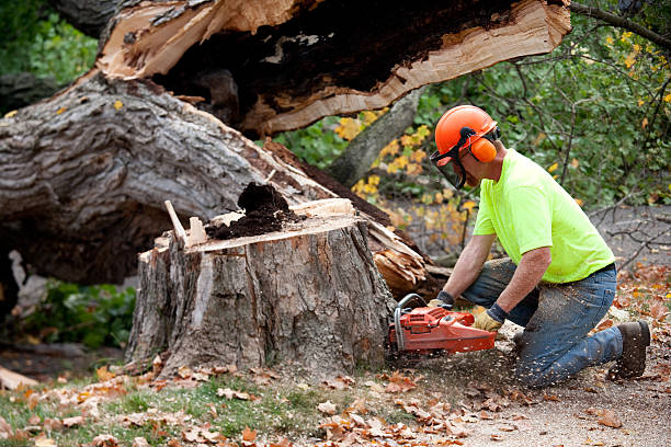 Tree and Shrub Care in Stuarts Draft, VA