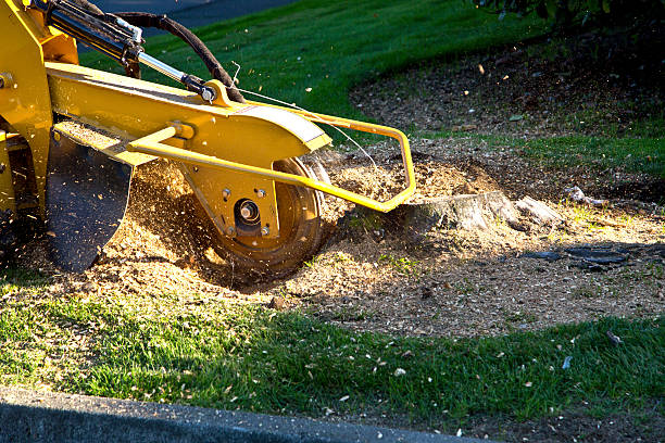Best Fruit Tree Pruning  in Stuarts Draft, VA